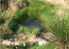 Fuente Caputa, Cuenca Alta de Rambla Perea, Murcia. Puede observarse el afloramiento que durante todo el año mantiene un flujo permanente, con un mínimo registrado en verano y un máximo en la época otoñal.