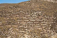 Ladera preparada mediante fajas discontinuas al tresbolillo