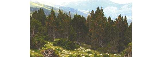 Fotografía de un bosque