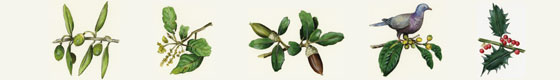 Ilustración con especies vegetales de bosques esclerófilos mediterráneos