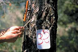 Hombre realizando pruebas en un arbol de la muestra