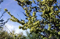 Ramas de olmo en flor