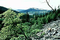Fotografía de un bosque con una montaña al fondo