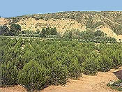 Huerto semillero de Pinus nigra salzmannii