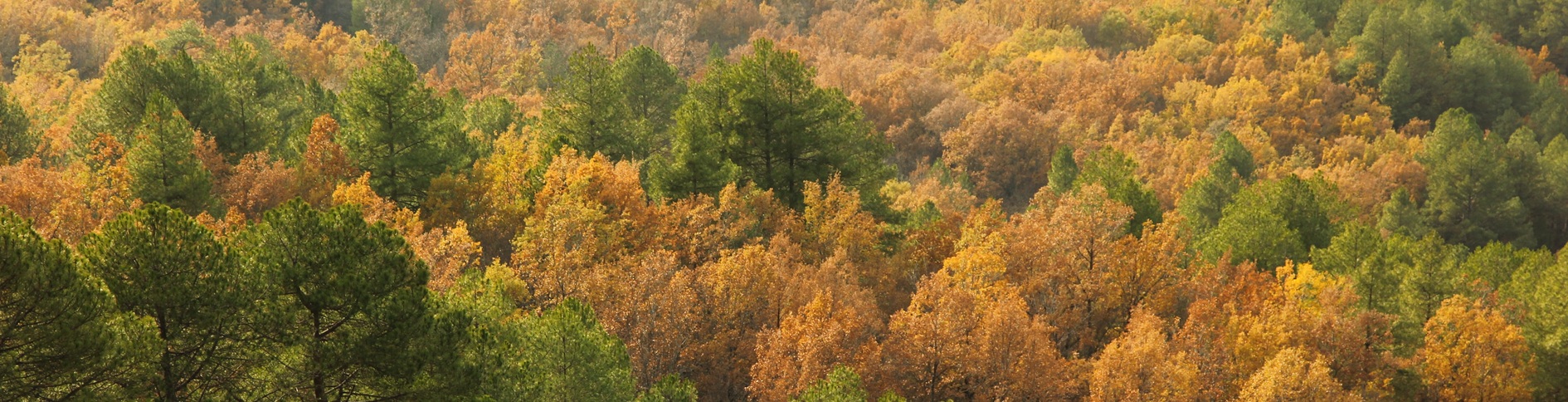 bosque