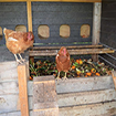 El Avicompo de Noáin: restos orgánicos por huevos - gallinas