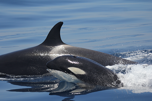 Orcas [CIRCE. Conservation, Information and Research on Cetaceans]