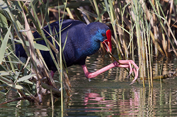 Antropoceno. Arte y Biodiversidad en Escenarios Periurbanos