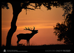 Luz en la naturaleza 2