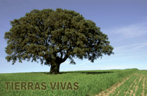 encina en un campo cultivado