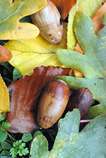 Hojas y bellotas de roble en otoño [A.Moreno]