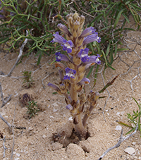 Jopo de la Graciosa (Orobanche gratiosa)