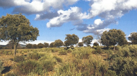 Matorrales de marihuela (Cytisus multiflorus)