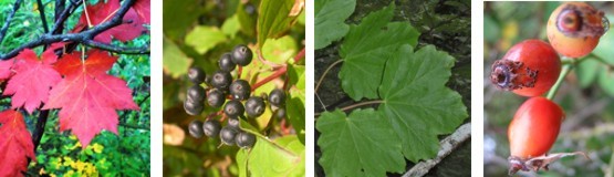 Hojas de Mostajo (Sorbus torminalis) - Fruto de Cornejo (Cornus sanguinea) -  Hojas de Arce (Acer opalus) - Frutos de Escaramujo (Rosa canina)