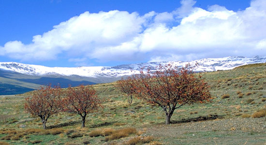Entorno de la Dehesa de San Juan (Sierra Nevada)