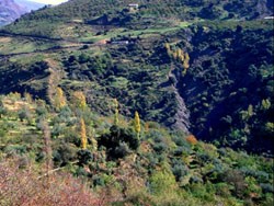 Vegetación de montaña de la Dehesa de San Juan