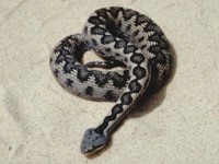 Víbora hocicuda (Vipera latastei)