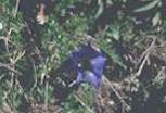 Gentiana alpina