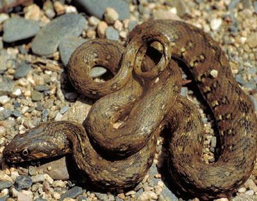 Culebra viperina/Serp d’aigua [J. Remacha]