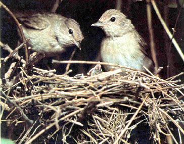 Curruca mosquitera/Tallarol gros