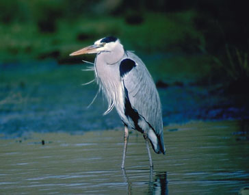 Garza real/Bernat pescaire [M. A. de la Cruz Arenal]