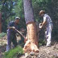 Extracción de corcho, una actividad tradicional en Cabañeros