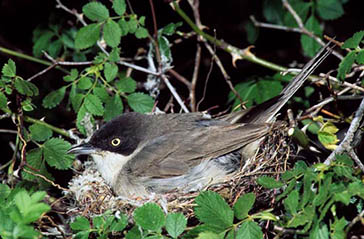 curruca mirlona, Parque Nacional de la Sierra de las Nieves