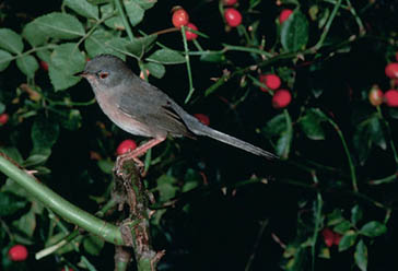 curruca rabilarga, Parque Nacional de la Sierra de las Nieves