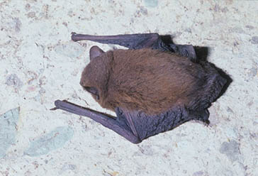 nóctulo pequeño, Parque Nacional de la Sierra de las Nieves