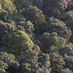 Informes anuales de fenología de las especies forestales [Foto: V. García Canseco]