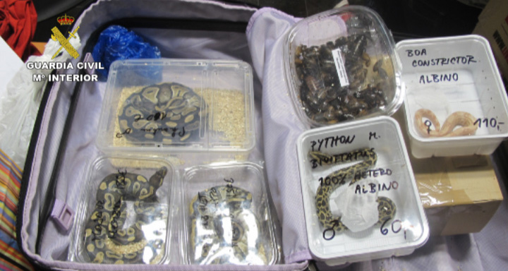 La Guardia Civil decomisa numerosos animales exóticos facturados en maletas 03