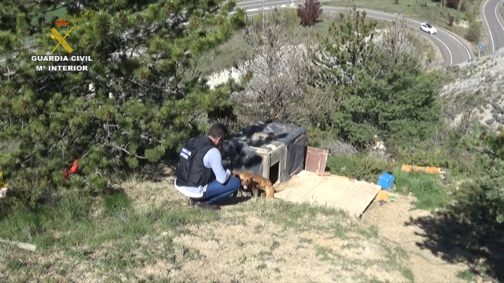 La Guardia Civil detiene a un hombre por entrenar a perros para someterlos a peleas ilegales