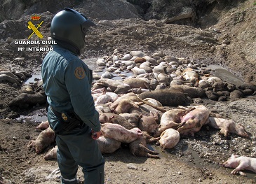 La Guardia Civil esclarece un delito contra los recursos naturales y el medio ambiente en una granja de cerdos. 