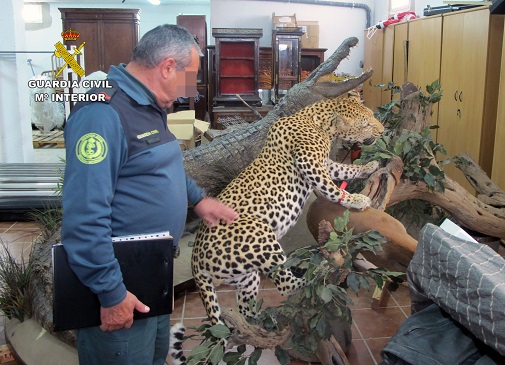 La Operación RHINO,  ha culminado con el decomiso por el Seprona de la Guardia Civil, de cerca de doscientas piezas naturalizadas de animales protegidos, convenio CITES.