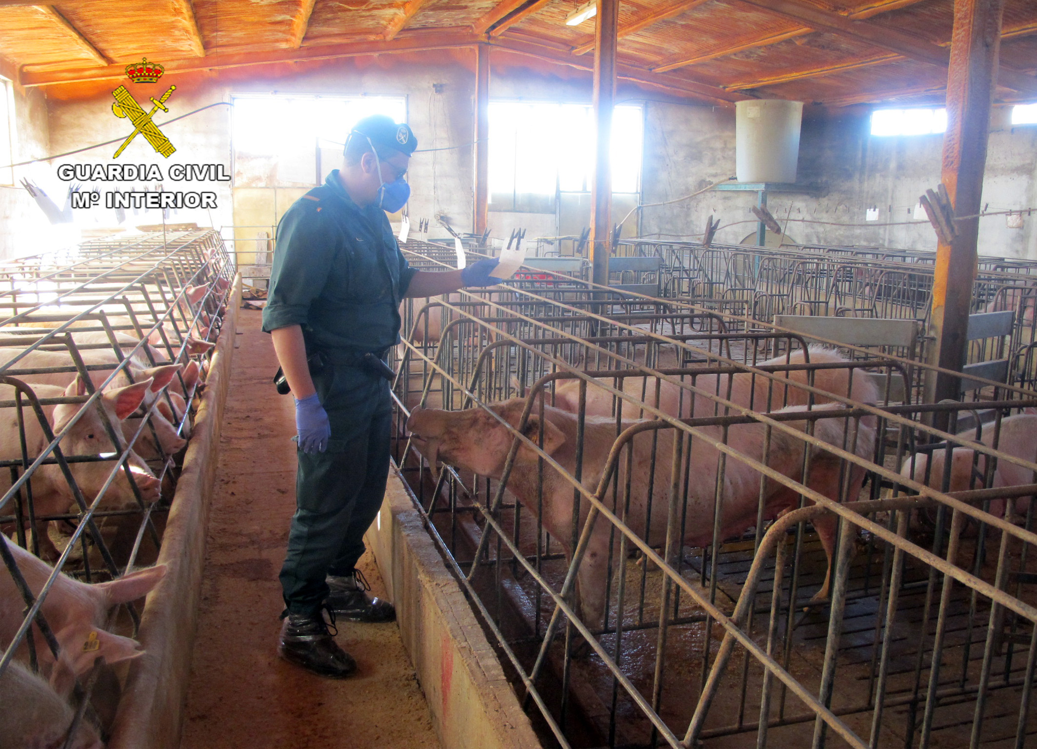 Abandono de más de un centenar de cabezas de ganado porcino de una explotación ganadera, con serias deficiencias higiénico-sanitarias en sus instalaciones. Se calcula la muerte de unas 140 cabezas por falta de agua y comida.