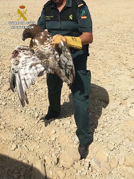 Tras su captura los agentes del SEPRONA comprueban que el animal tenía una herida abierta en una de las alas, lo que le impedía volar. 