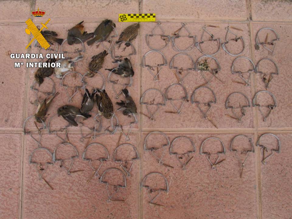 El SEPRONA de la Guardia Civil imputa a dos personas por utilizar cepos para la captura de aves fringílidas