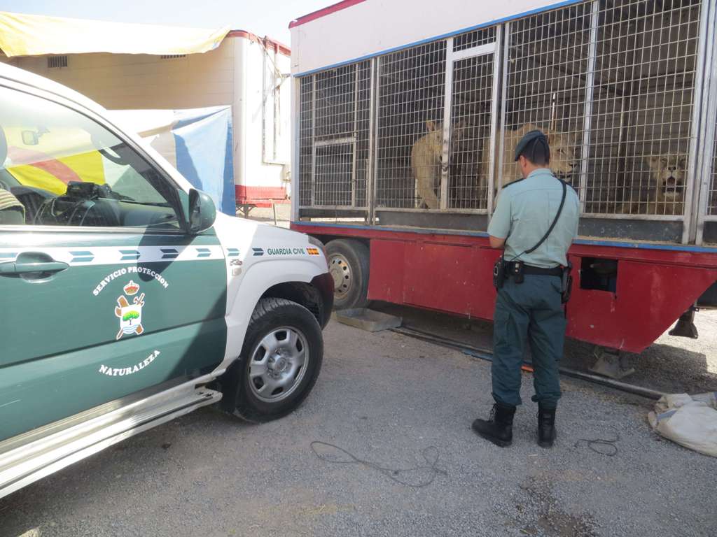 El SEPRONA de la Guardia Civil, interviene un león africano que carecía de certificado de CITES.