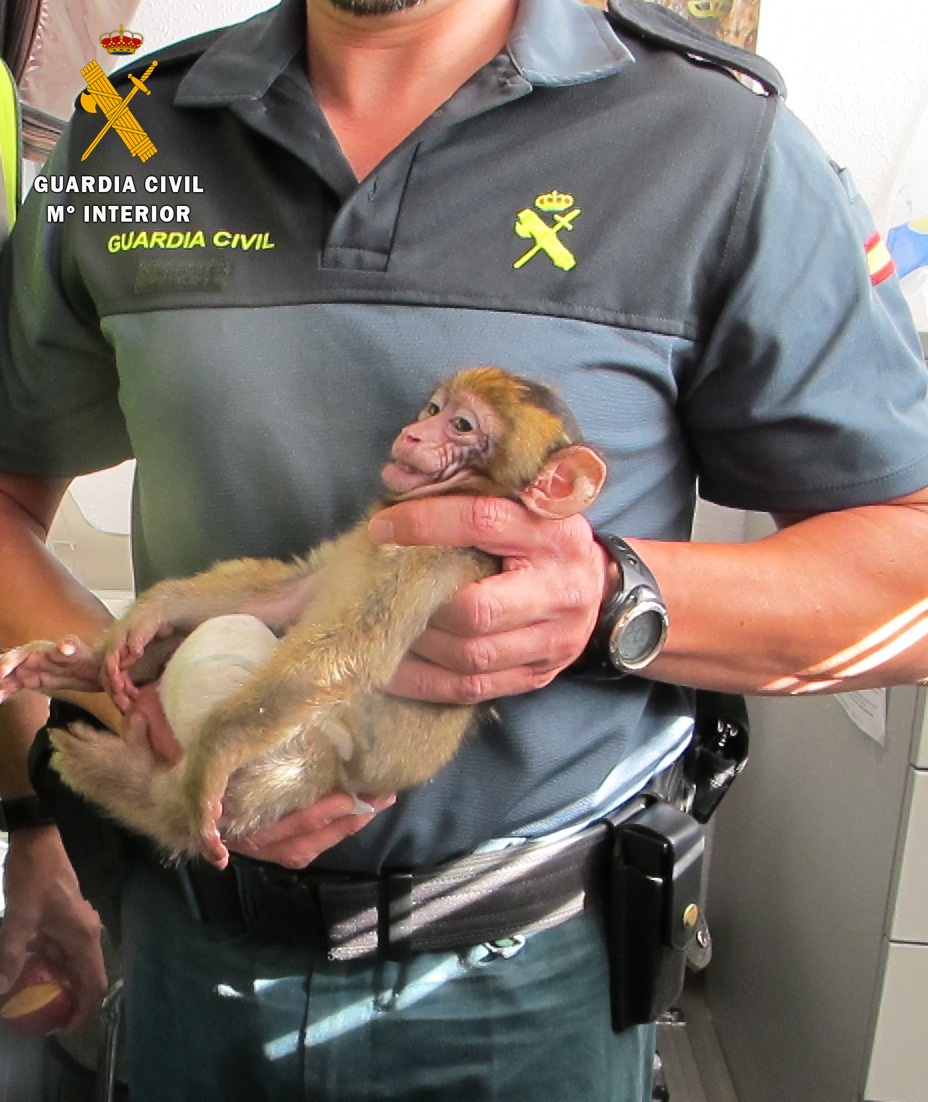 El Seprona de la  Guardia Civil decomisó una cría de mono transportado clandestinamente en un vehículo procedente del norte de África.