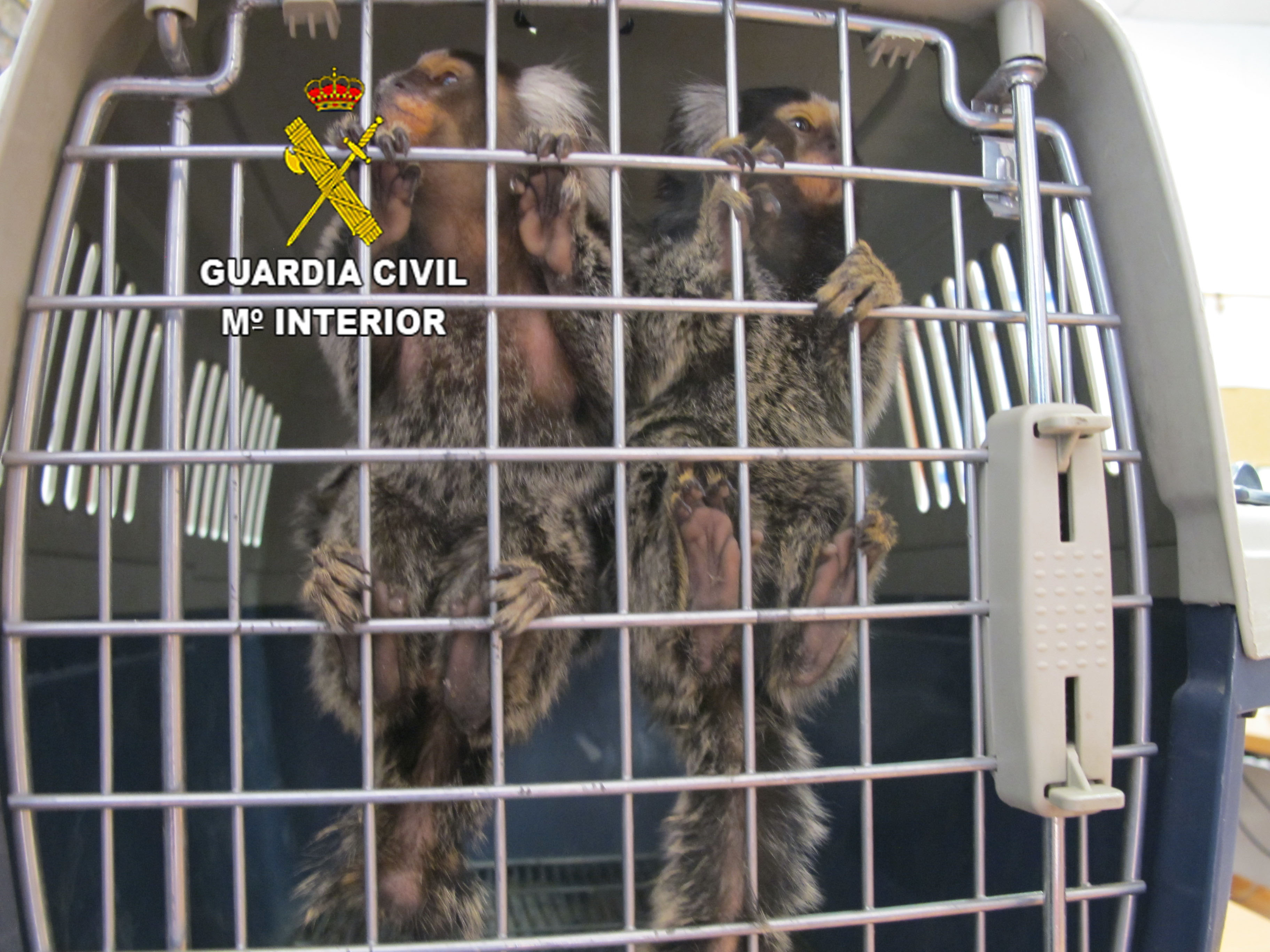 La Guardia Civil ha intervenido dos monos “TiTí” que se ofertaban en una Página de Ventas de Internet