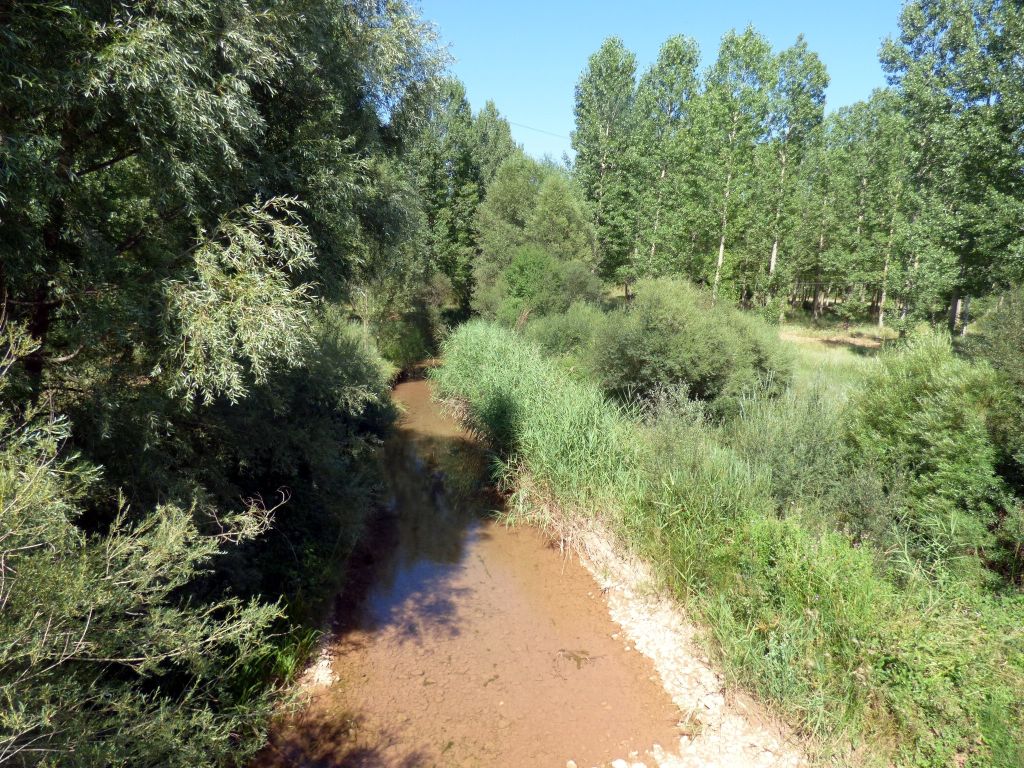 Diferentes estratos de vegetación de ribera en la reserva natural fluvial Río Alfambra