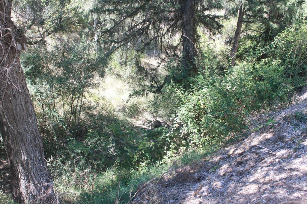 Abetos de gran fuste en las riberas en la reserva natural fluvial Río Mataviejas, Desfiladeros de La Yecla y Peña Cervera