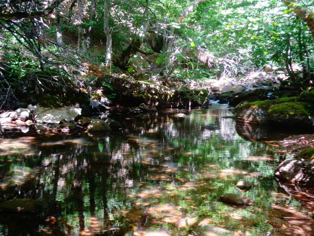 Vegetación de ribera reflejada en la lámina de agua en la reserva natural fluvial Alto Rubagón