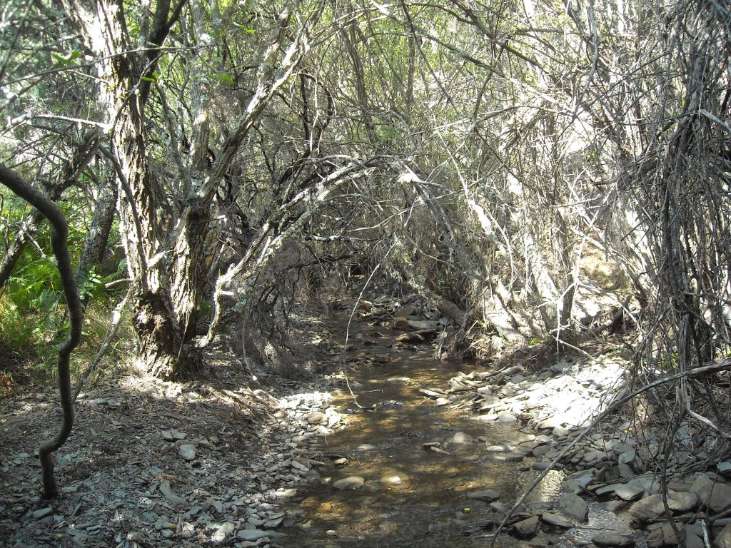 La vegetación de ribera cubre por completo el río en la reserva natural fluvial Ríos Riato y Puebla