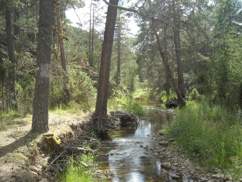 La reserva natural fluvial Río Hozseca fluye en ciertos tramos a través de un pinar