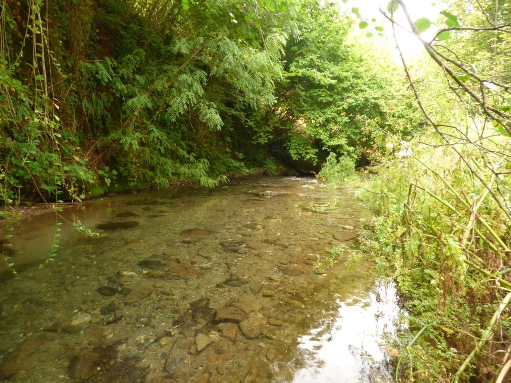 Aguas remansadas en la reserva natural fluvial Río Lor I