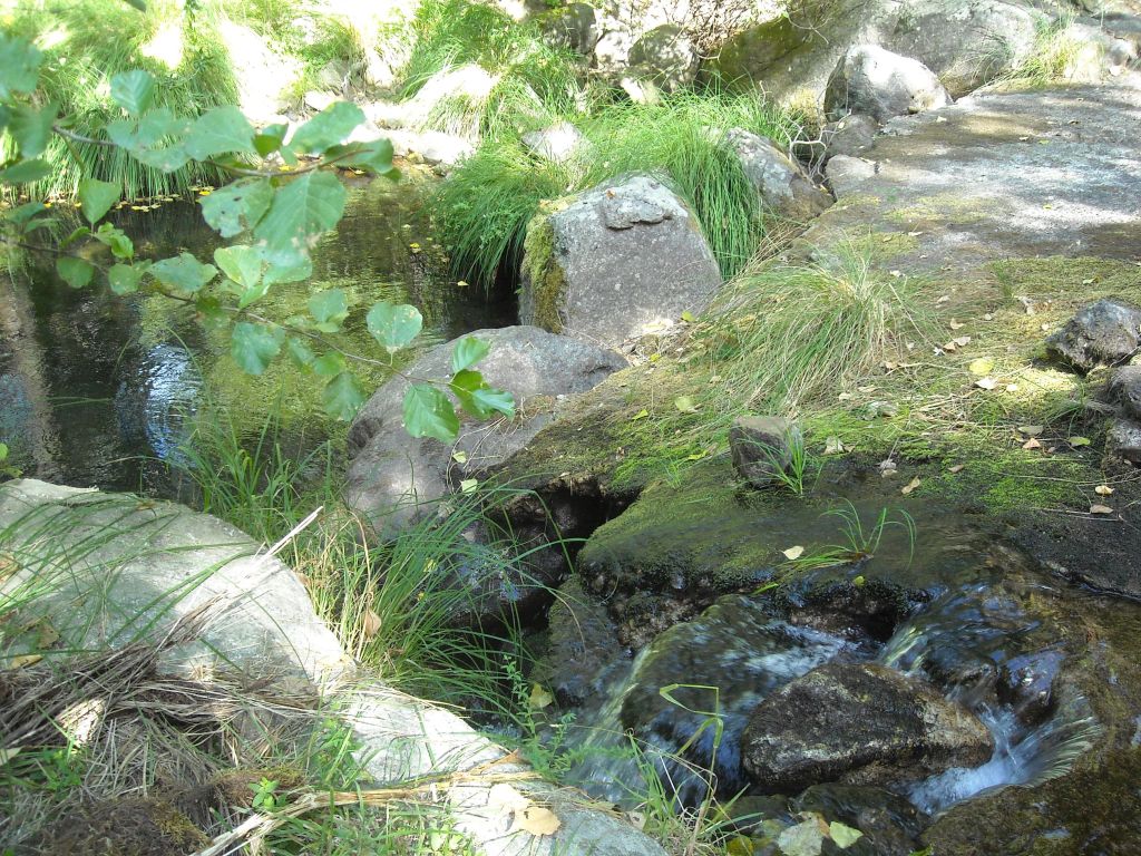 Una formación de alisos crea sombra sobre el cauce de la reserva natural fluvial Río Arbillas