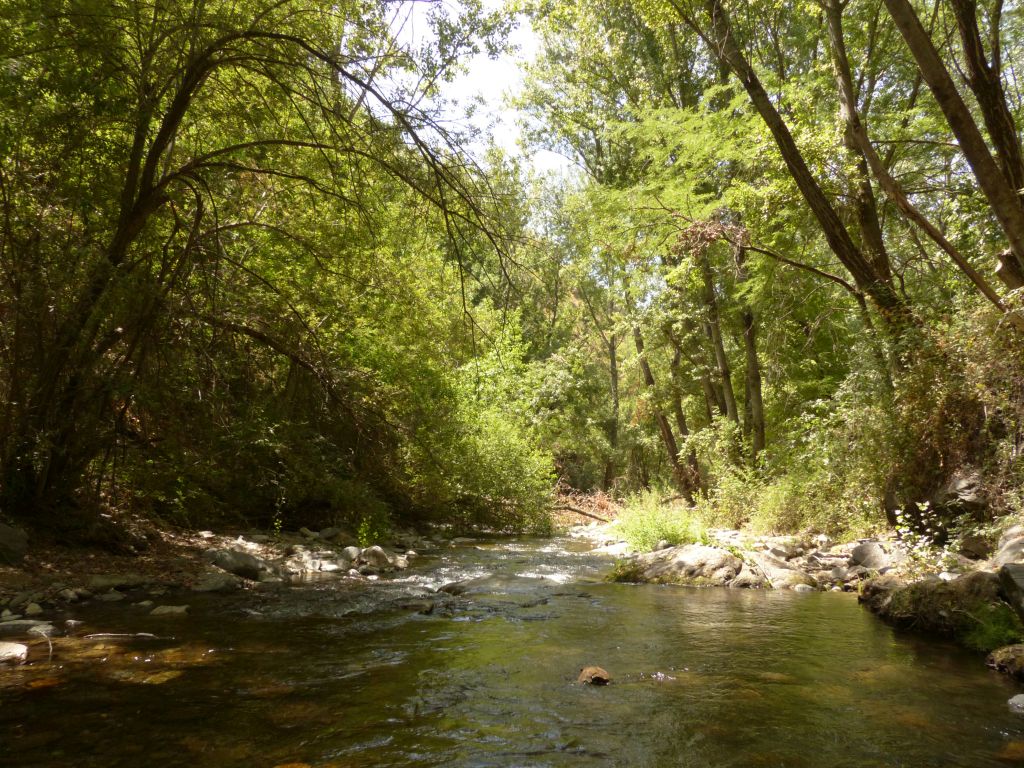 Vegetación del ribera en la reserva natural fluvial Nacimiento del Genil