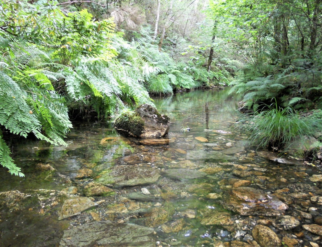 Reserva Natural Fluvial del Río Mera. Zona: Rego dos Carris