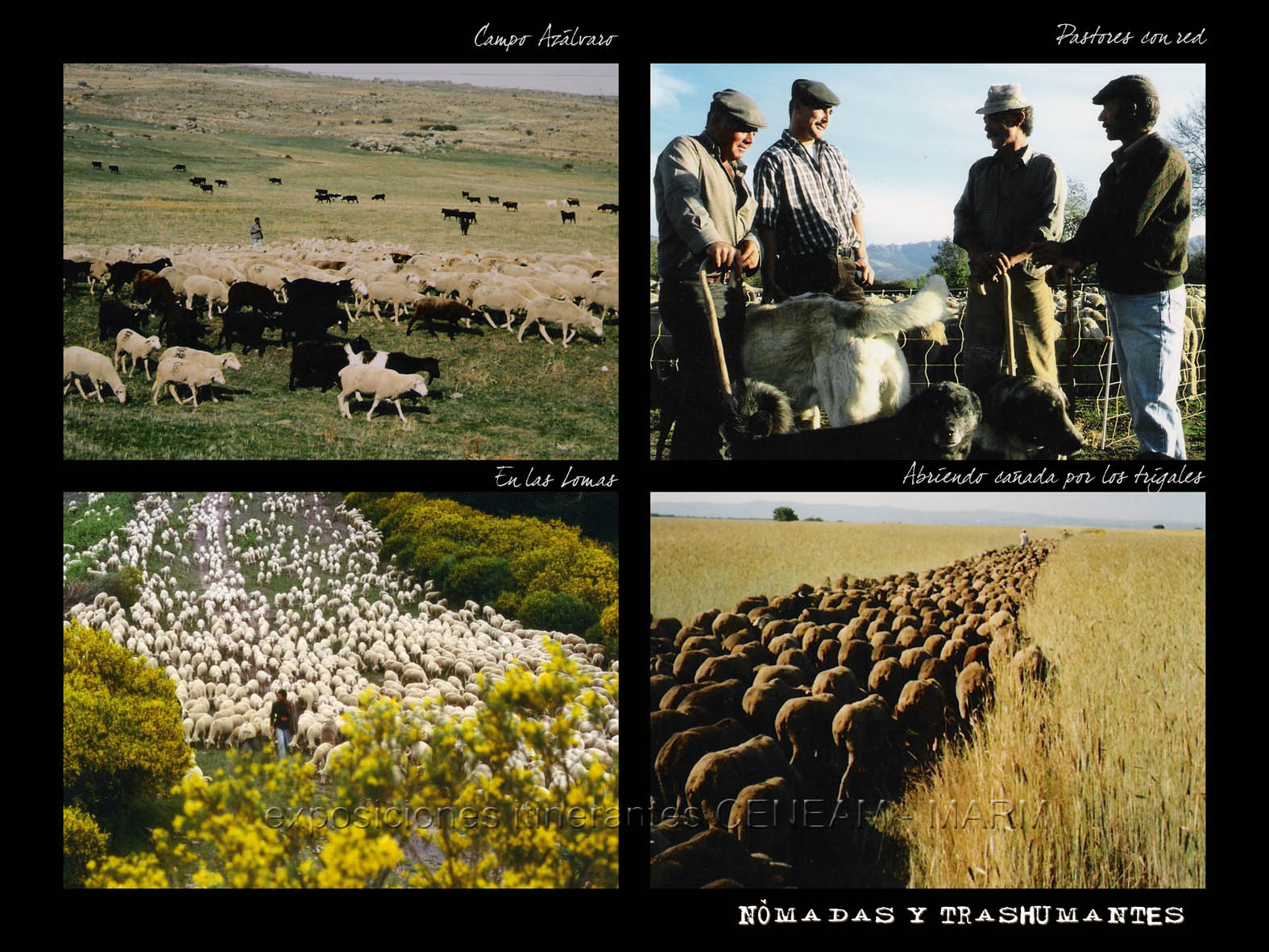 Grupo de cuatro fotos donde podemos ver rebaños y un grupo de pastores reunidos